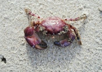 Børstekrabben på Uggerby Strand. Foto: Danmarks Naturguide.