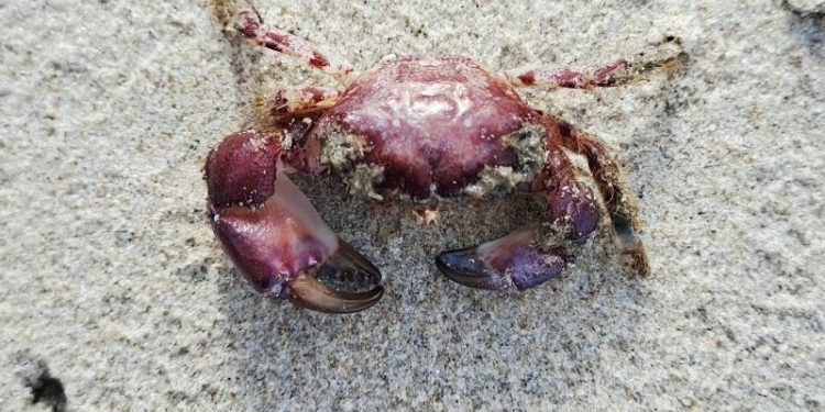 Børstekrabben på Uggerby Strand. Foto: Danmarks Naturguide.