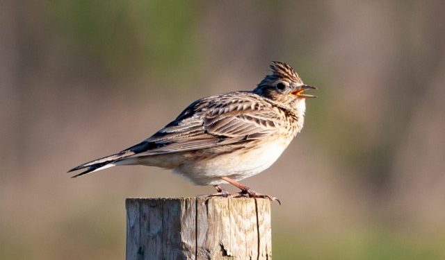 Lærke. Foto: Pixabay.