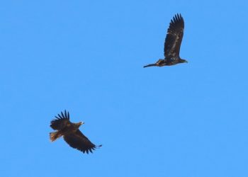 Foto: Ørnereservatet.