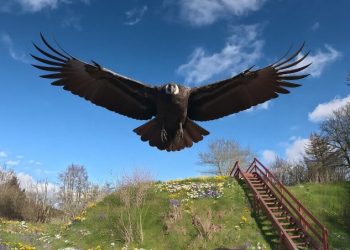 Foto: Ørnereservatet.