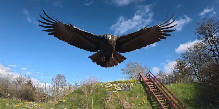 Foto: Ørnereservatet.