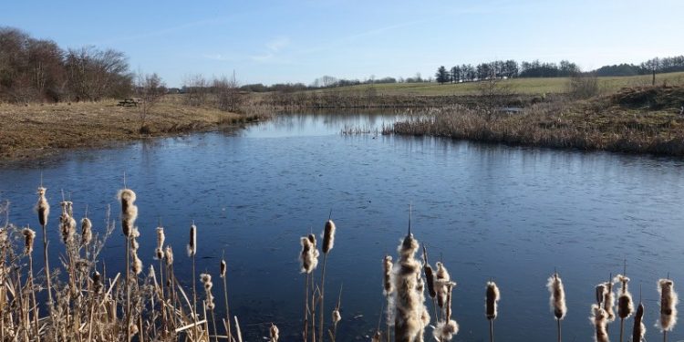 5. marts Regnvandssø Bæktoften i Hjørring Bjerge... Foto: Jens-Peter Fage Madsen.