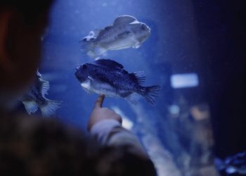Her er det stenbidere hos Nordsøen Oceanarium. Foto: Arkiv.