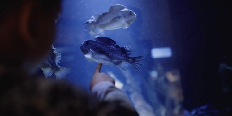 Her er det stenbidere hos Nordsøen Oceanarium. Foto: Arkiv.