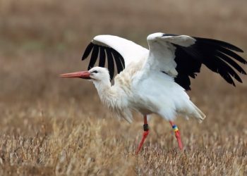 Storken ved Horne. Foto: Hans Henrik Larsen.