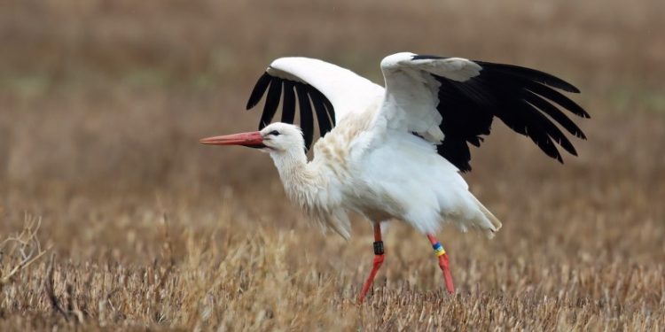 Storken ved Horne. Foto: Hans Henrik Larsen.