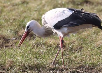 Storken ved Galgebakkevej. Foto: Hans Henrik Larsen.