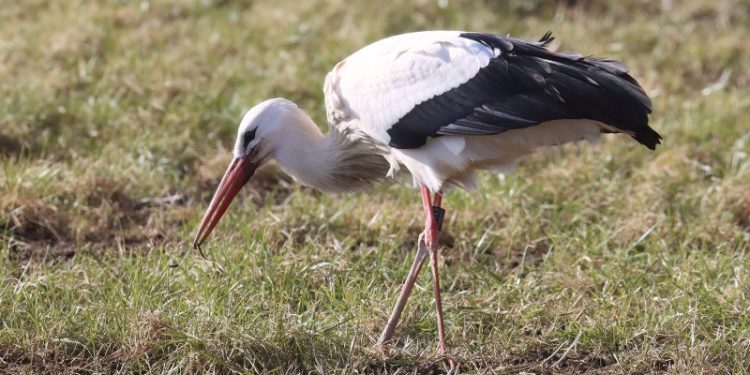Storken ved Galgebakkevej. Foto: Hans Henrik Larsen.