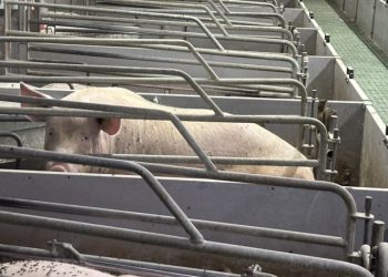 "Kravene fra fagfolk, rådgivere og forbrugere, bør få politikerne til at reagere, når de kan se, at både deres vælgere og eksperterne har mistet tilliden til svineindustrien," siger World Animal Protection Danmark. 
Foto: 
World Animal Protection Danmark.