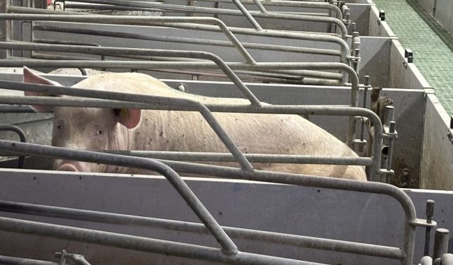 "Kravene fra fagfolk, rådgivere og forbrugere, bør få politikerne til at reagere, når de kan se, at både deres vælgere og eksperterne har mistet tilliden til svineindustrien," siger World Animal Protection Danmark. 
Foto: 
World Animal Protection Danmark.