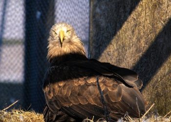 Brunhilde på reden. Foto: Ørnereservatet.
