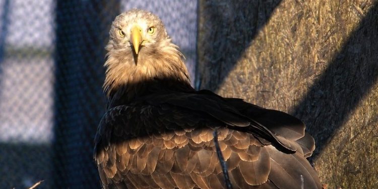 Brunhilde på reden. Foto: Ørnereservatet.