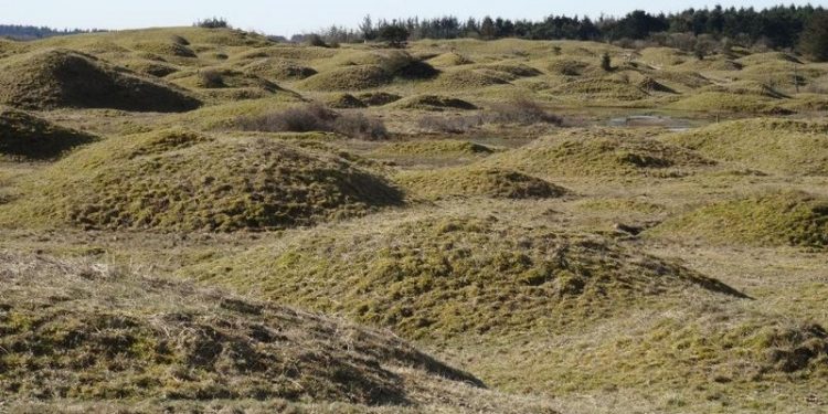 Skallerup Indlandsklitter. Foto: DN Hjørring.