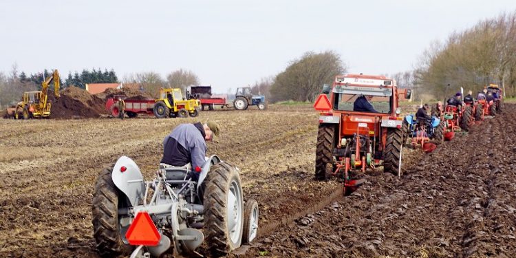 Som sidste mand  i pløjerækken kører Fritz fra Understed, mens der bliver læsset fiber på møgsprederne i baggrunden. Foto: Helge Jensen.