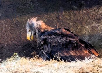Midt under orkanen Daves rasen skete det usandsynlige i Ørnereservatet. Den karismatiske havørn Brunhilde har lagt æg med sin stilfærdige mage, Frej. Foto: Ørnereservatet.