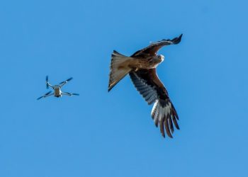 Drone og rød glente over Lergraven ved Bindslev. Foto: Hans Ole Høst.