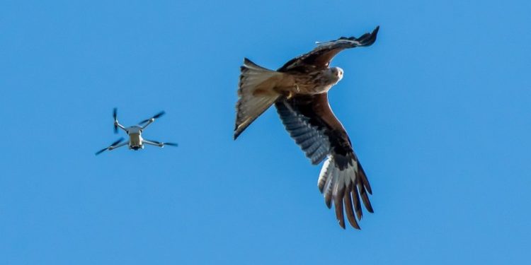 Drone og rød glente over Lergraven ved Bindslev. Foto: Hans Ole Høst.