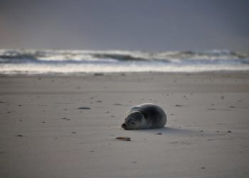 Sæl på strand. Foto: Pexels.