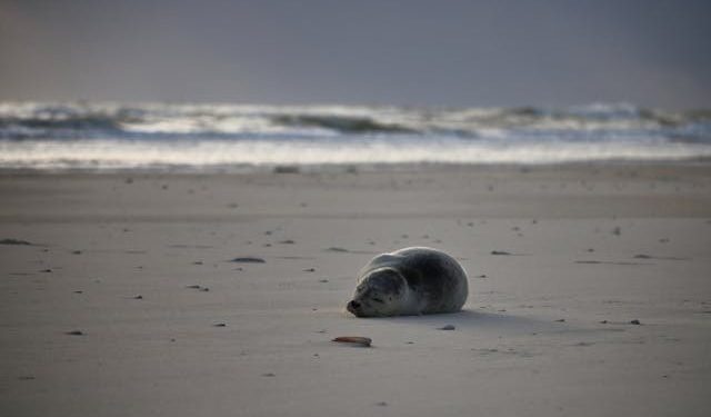 Sæl på strand. Foto: Pexels.