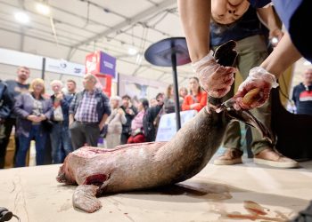 Foto: Lasse Skov.