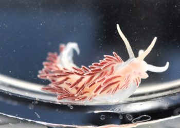 Fjordia lineata. Foto: Danmarks Naturguide.