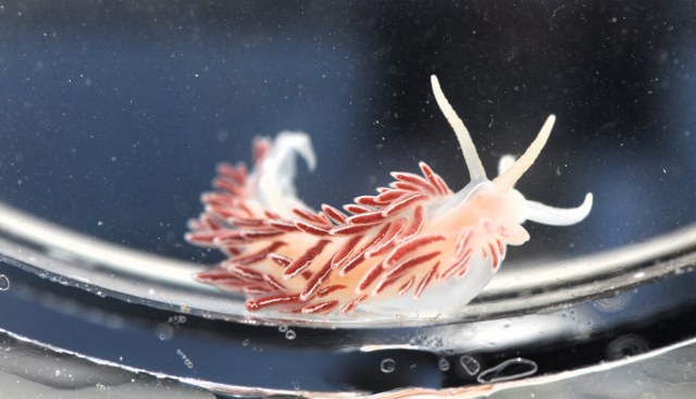 Fjordia lineata. Foto: Danmarks Naturguide.