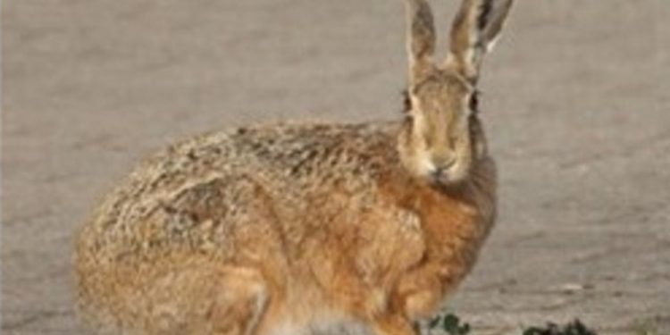 Foto: Ørnereservatet.