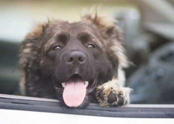 Mange hundeejere forsøger at gøre det rigtige ved at parkere bilen i skyggen. Men det er langt fra en sikker løsning, da temperaturen i skyggen stadig kan stige til livsfarlige niveauer for en hund. Allerede ved 20 graders udetemperatur risikerer en hund at få hedeslag og i værste fald døden. Foto: Dyrenes Beskyttelse.
