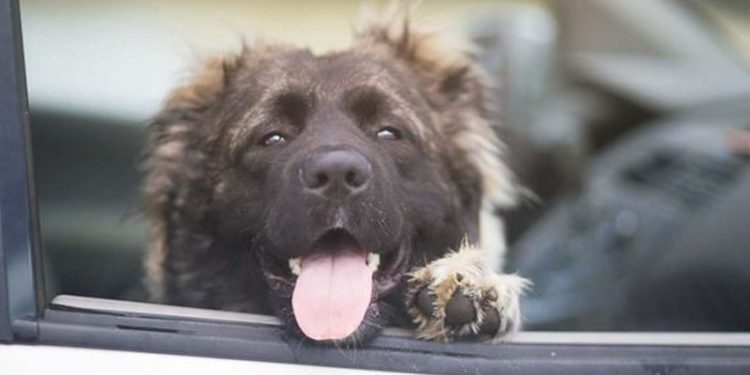 Mange hundeejere forsøger at gøre det rigtige ved at parkere bilen i skyggen. Men det er langt fra en sikker løsning, da temperaturen i skyggen stadig kan stige til livsfarlige niveauer for en hund. Allerede ved 20 graders udetemperatur risikerer en hund at få hedeslag og i værste fald døden. Foto: Dyrenes Beskyttelse.