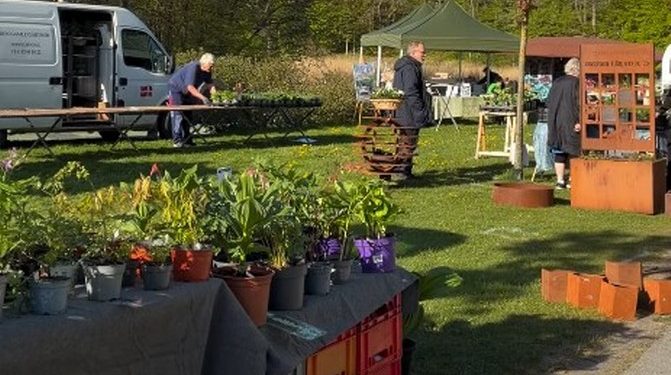 Haveselskabet Hjørring var lørdag morgen i gang med forberedelserne til dagens havefest i Folkeparken. Skærmfoto