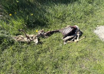En hundelufter fandt dette kadaver på en offentlig sti i et sommerhusområde ved Tversted. Foto: Palle W. Nielsen