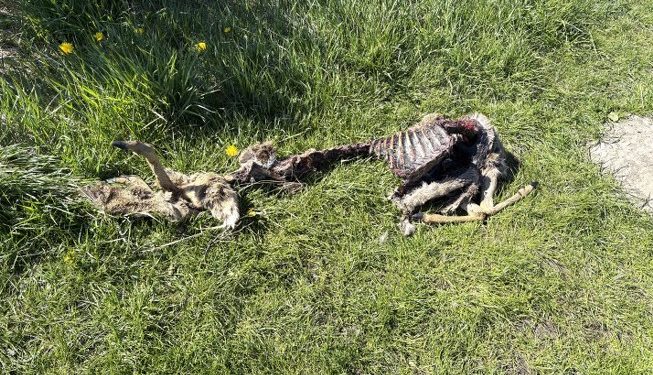 En hundelufter fandt dette kadaver på en offentlig sti i et sommerhusområde ved Tversted. Foto: Palle W. Nielsen