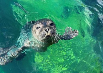 Sælen Frey. Foto: Nordsøen Oceanarium.