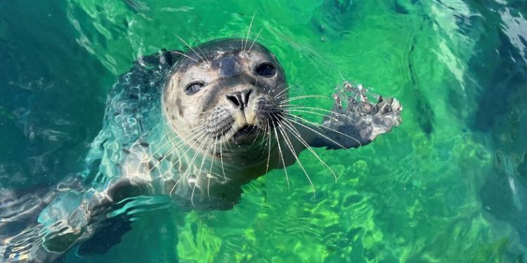 Sælen Frey. Foto: Nordsøen Oceanarium.