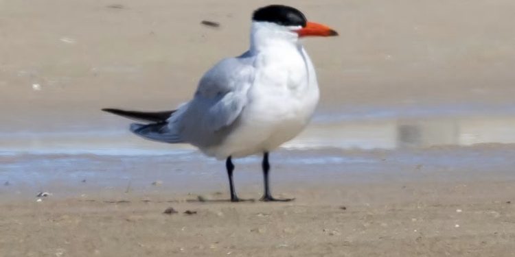 Rovterne på Hirtshals Øststrand. Foto: Frank Abildgaard Sørensen.