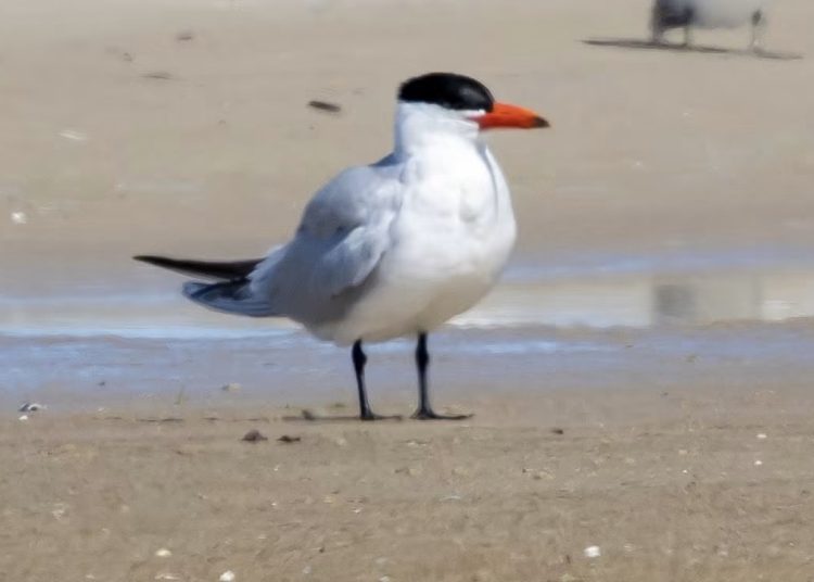 Rovterne på Hirtshals Øststrand. Foto: Frank Abildgaard Sørensen.