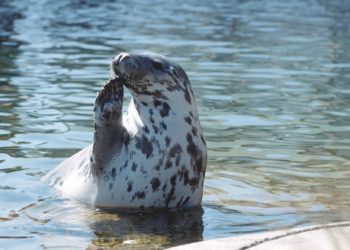 Foto: Nordsøen Oceanarium.