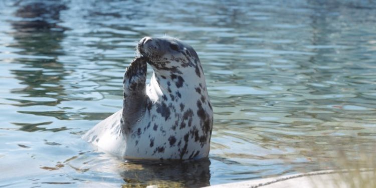Foto: Nordsøen Oceanarium.