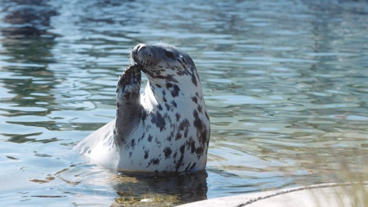 Foto: Nordsøen Oceanarium.