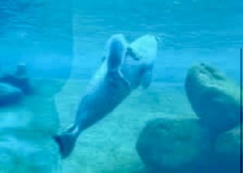 Foto: Nordsøen Oceanarium.