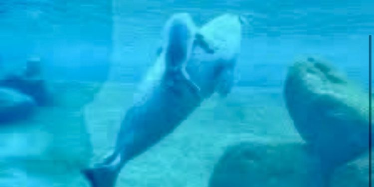 Foto: Nordsøen Oceanarium.