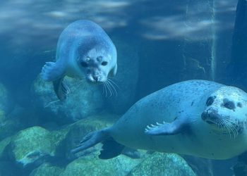 Den spættede sæl Lina har fået en lille sælunge, og både mor og unge har det rigtig godt.  Foto: Nordsøen Oceanarium.