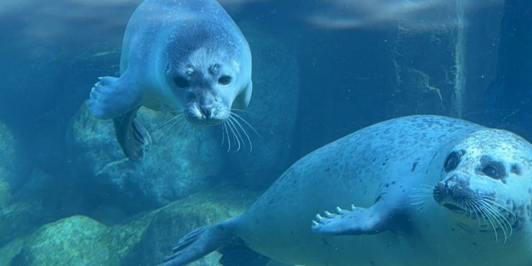 Den spættede sæl Lina har fået en lille sælunge, og både mor og unge har det rigtig godt. Foto: Nordsøen Oceanarium.