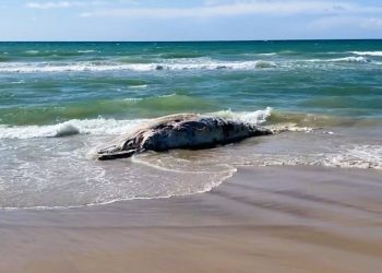 Kadaveret af vågehvalen ved Tornby Strand. Foto (screendump): Karsten Bentzen.