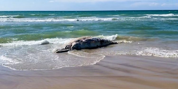 Kadaveret af vågehvalen ved Tornby Strand. Foto (screendump): Karsten Bentzen.