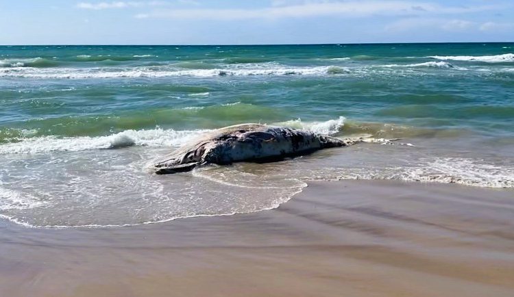 Kadaveret af vågehvalen ved Tornby Strand. Foto (screendump): Karsten Bentzen.